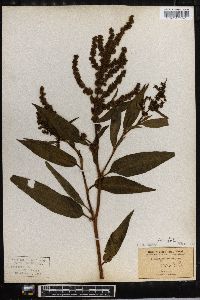 Rumex altissimus image