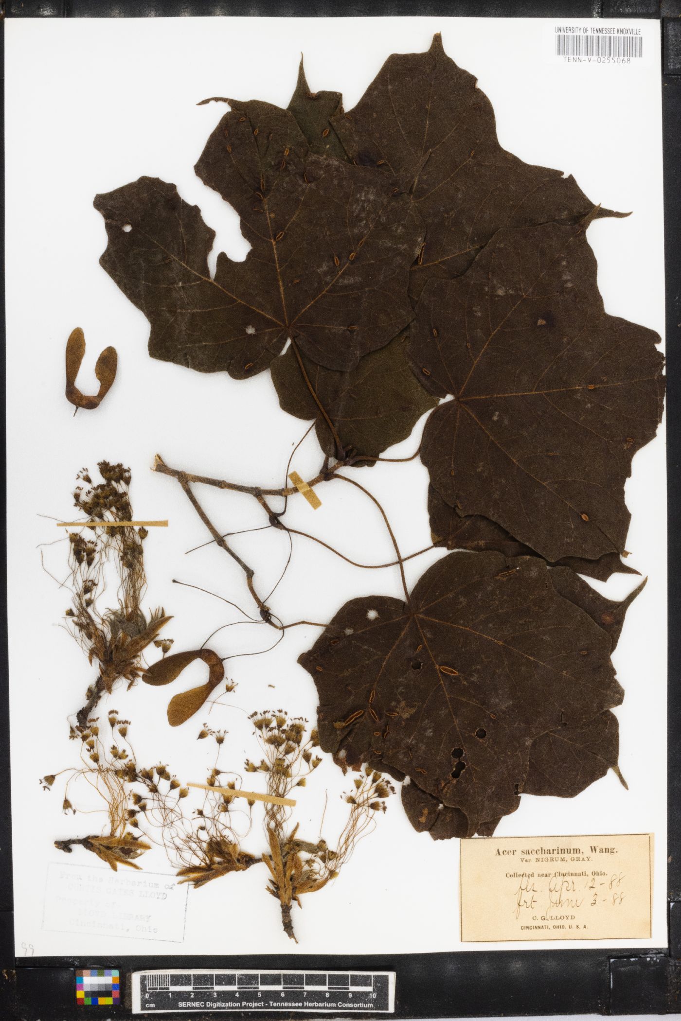 Acer saccharinum var. nigrum image