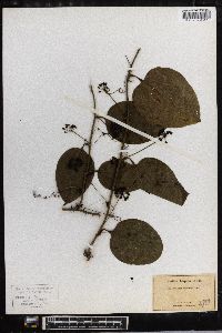 Smilax tamnoides image