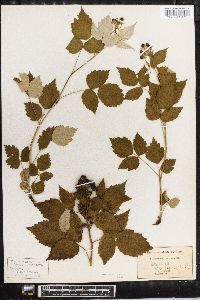 Rubus occidentalis image