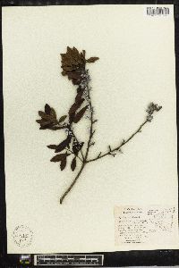 Myrica cerifera image