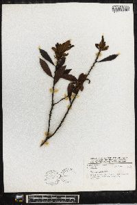 Myrica cerifera image