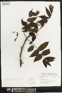 Juglans mollis image