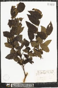 Juglans mollis image