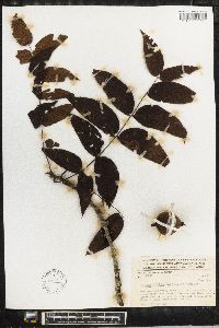 Juglans mollis image