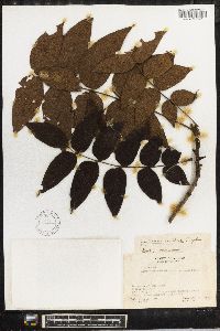 Juglans mollis image