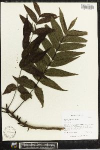 Juglans pyriformis image