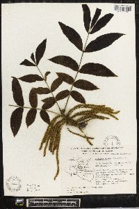 Juglans major image