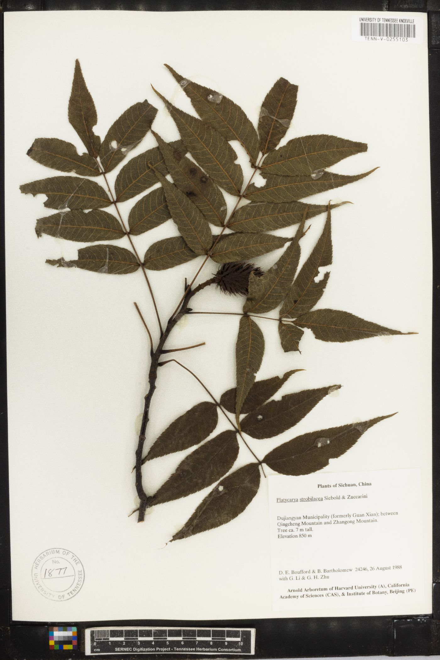 Platycarya strobilacea image