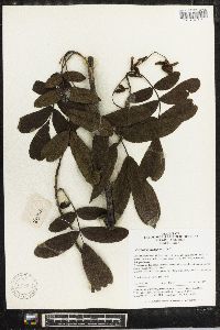 Pterocarya stenoptera image