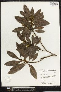 Myrica faya image