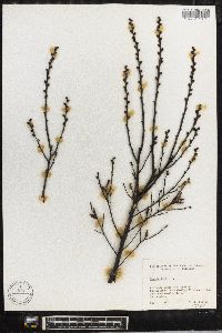 Myrica gale image