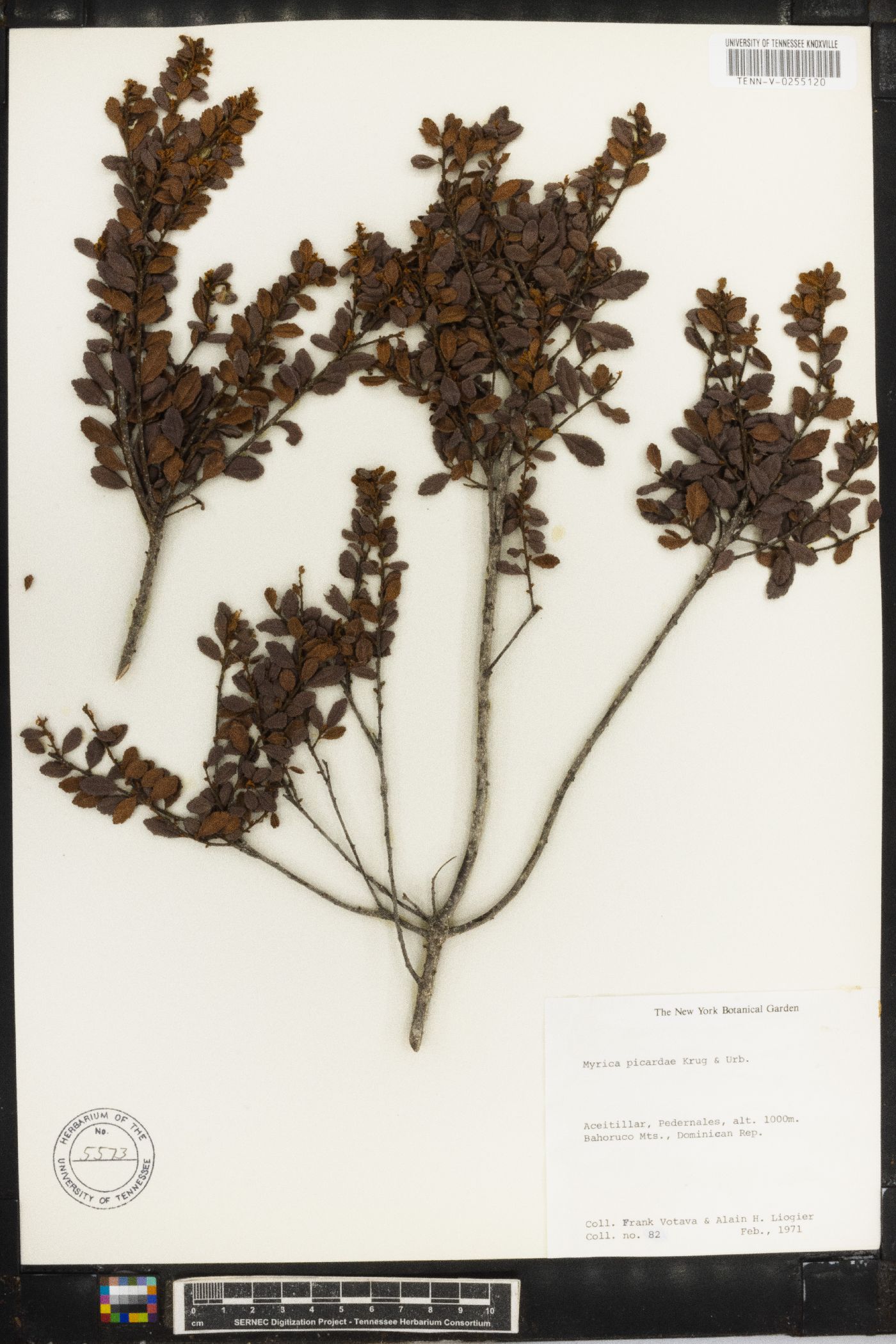 Morella picardae image