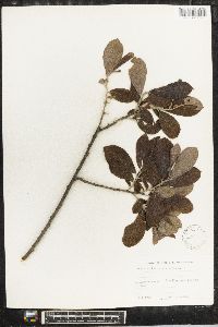 Salix aurita image