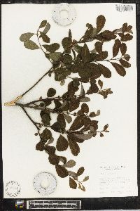 Salix aurita image