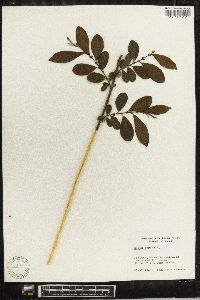 Salix aurita image