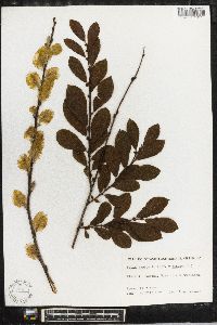 Salix aurita image