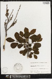 Salix aurita image