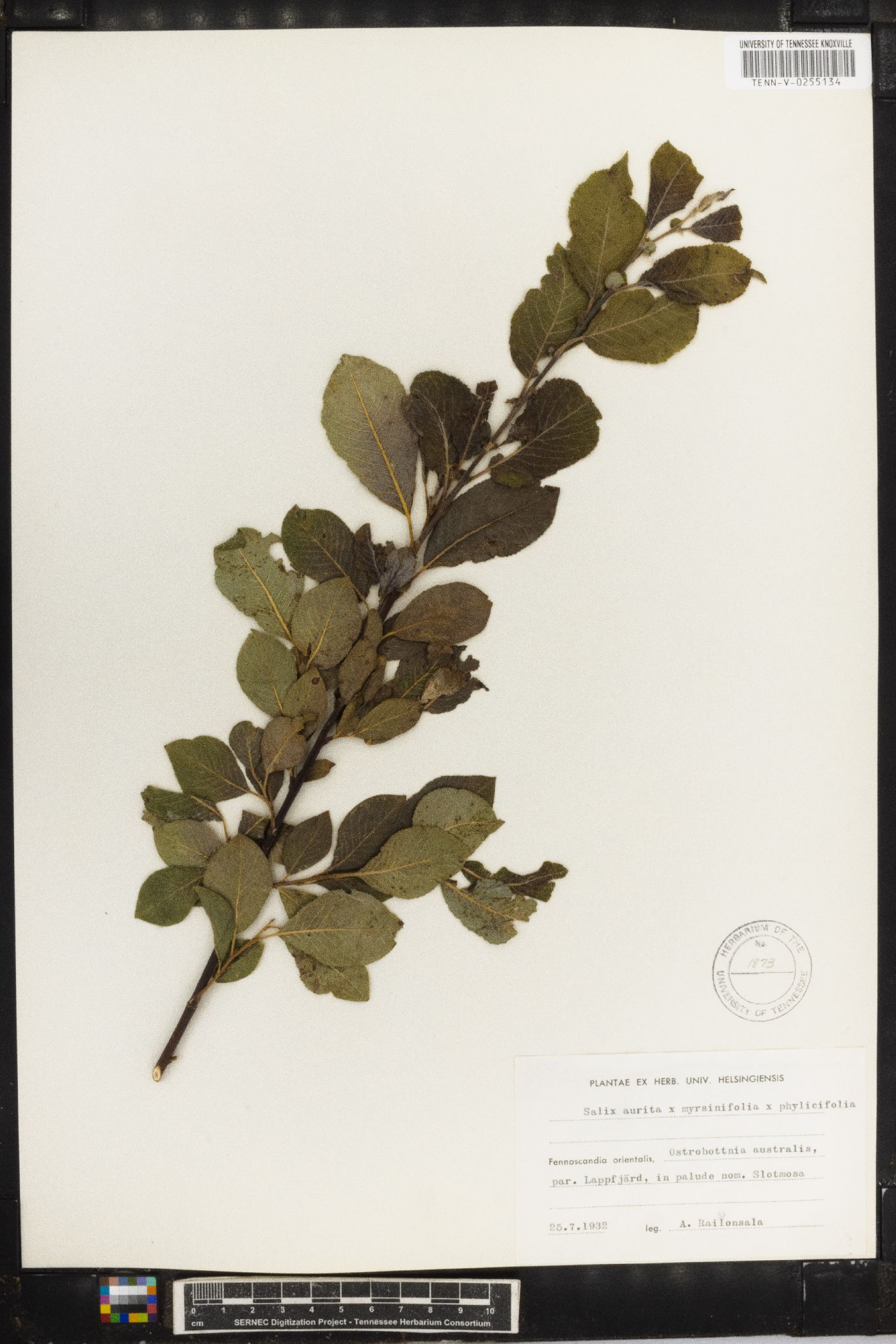 Salix aurita image