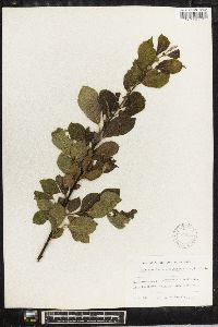 Salix aurita image