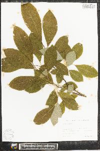 Salix caprea image