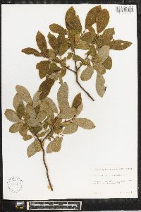 Salix caprea image