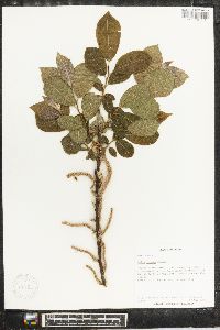 Image of Salix futura