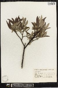 Salix lapponum image