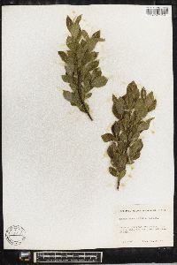 Salix myrsinifolia image