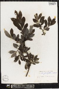 Salix myrsinifolia image