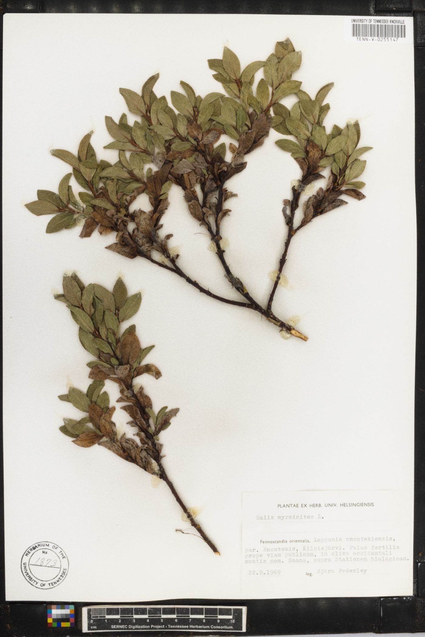 Salix myrsinites image