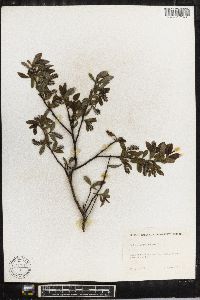 Salix myrsinites image