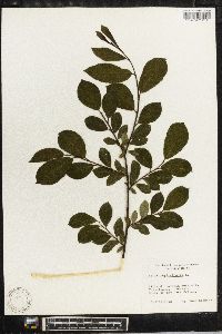 Salix phylicifolia image