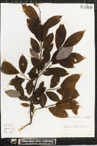 Salix phylicifolia image