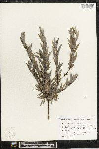 Salix rosmarinifolia image