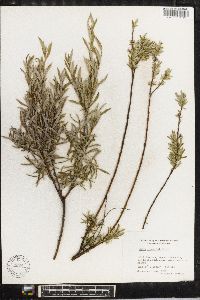 Salix rosmarinifolia image