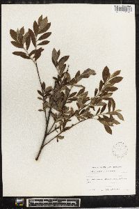 Salix repens image