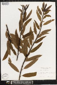 Salix triandra image