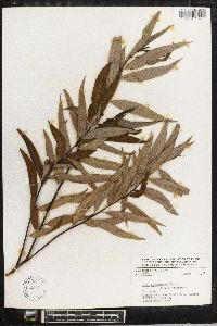 Salix bonplandiana image