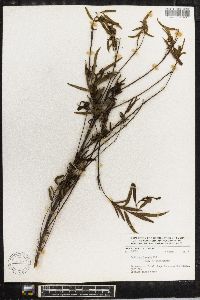 Salix humboldtiana image
