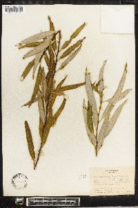 Salix bonplandiana image