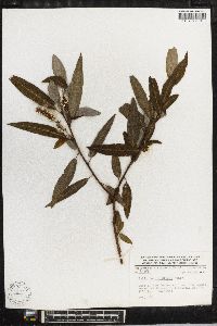 Salix bonplandiana image