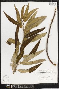 Salix bonplandiana image