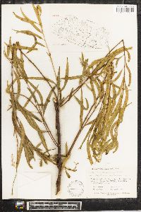 Salix humboldtiana image