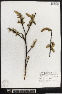 Salix oxylepis image