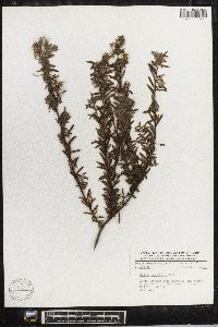 Salix taxifolia image