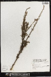 Salix taxifolia image