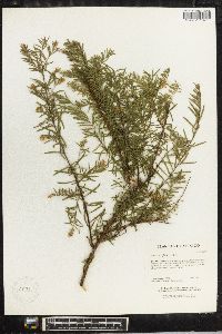 Salix taxifolia image