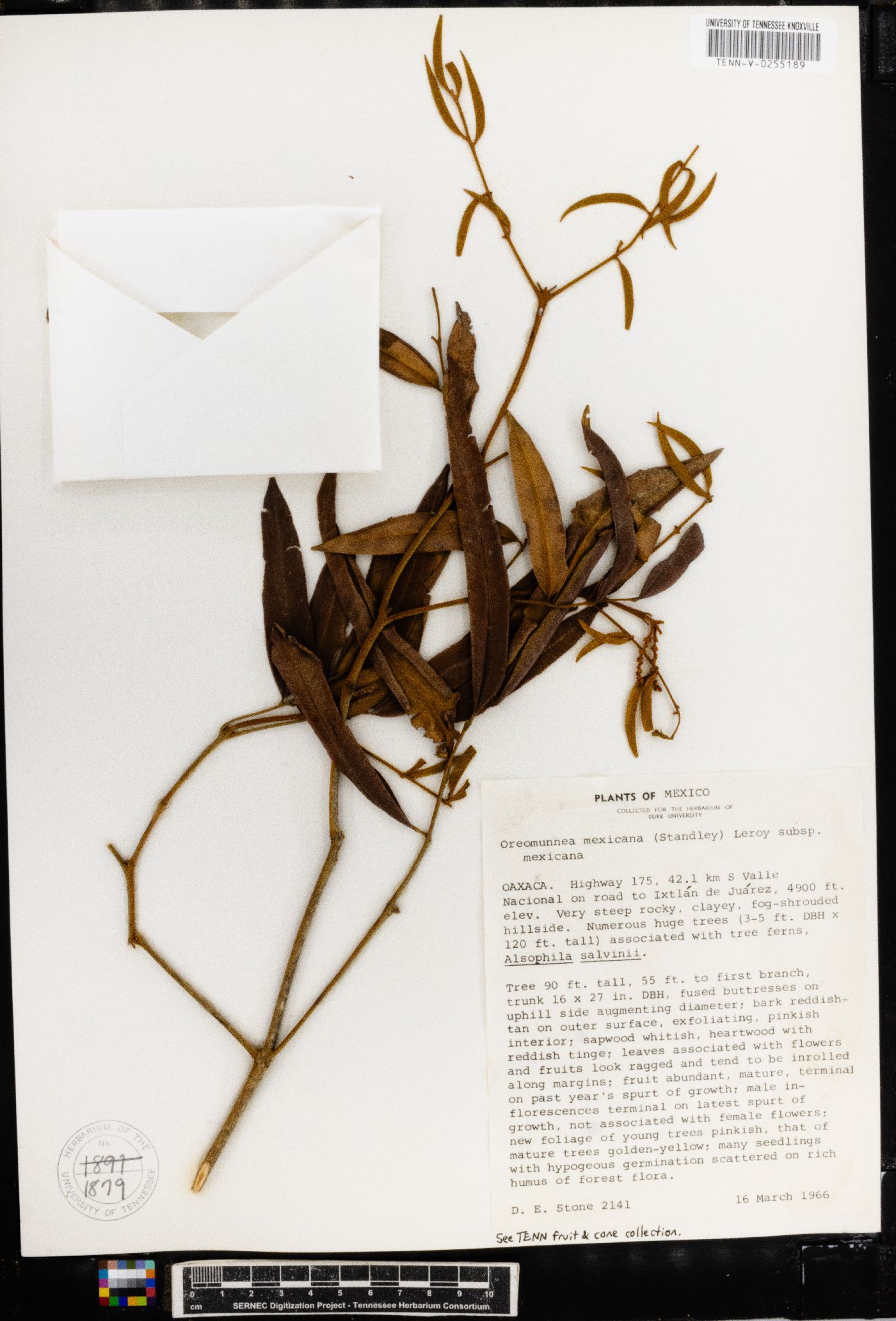 Oreomunnea mexicana image