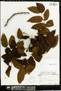 Juglans mollis image